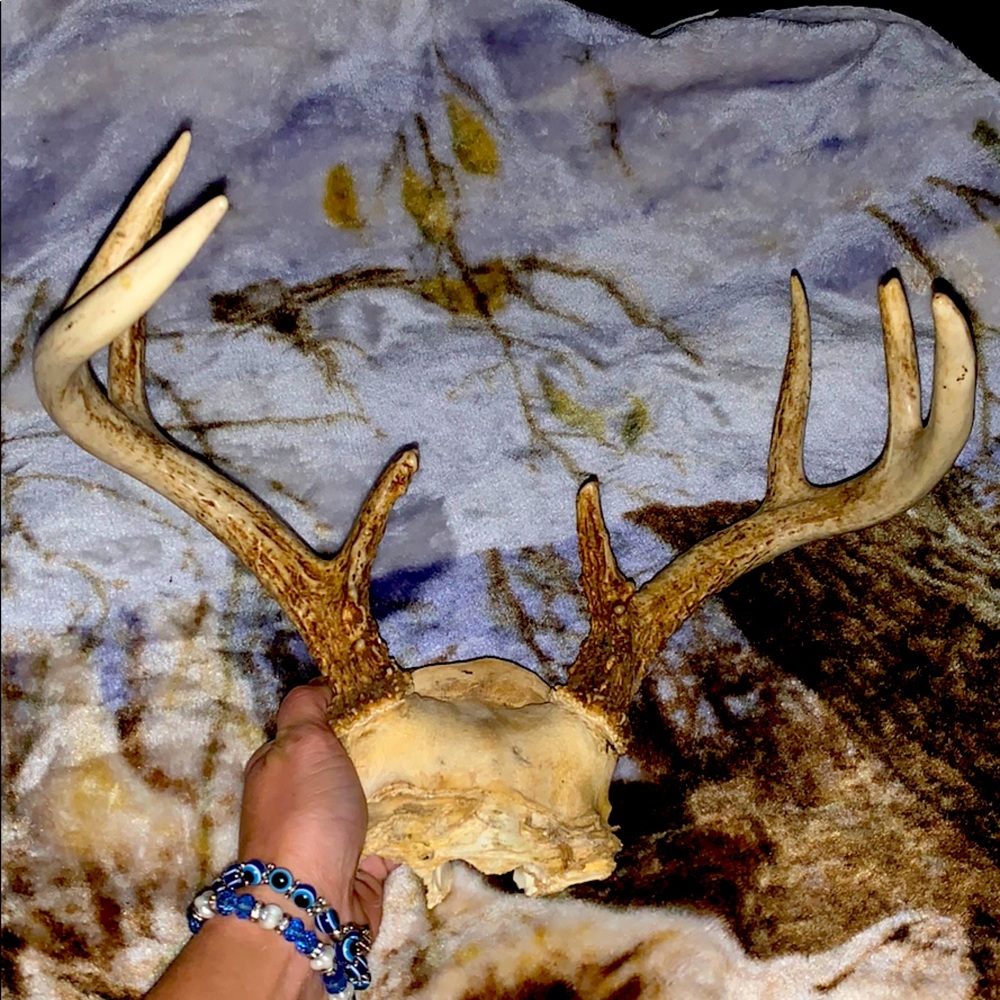 6-8 Point Deer Rack Great for Mounting in Man Cave